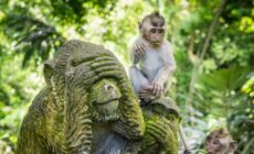 Ubud - Hausner - Getty Images