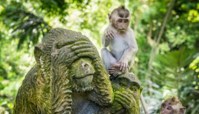 Ubud - Hausner - Getty Images