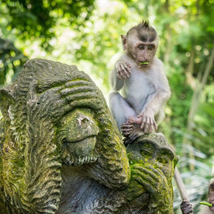 Ubud et la forêt des singes